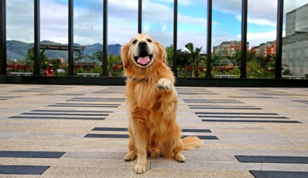 Donación de alimento para perros en situación de abandono: 460 kilos de alimento para perros han donado los risaraldenses