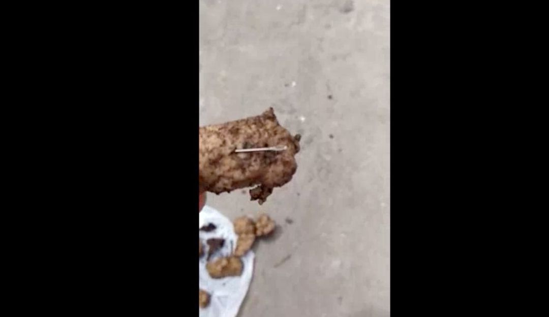 Denuncias mascotas: Denuncian que en conjunto están botando comida con agujas para animales