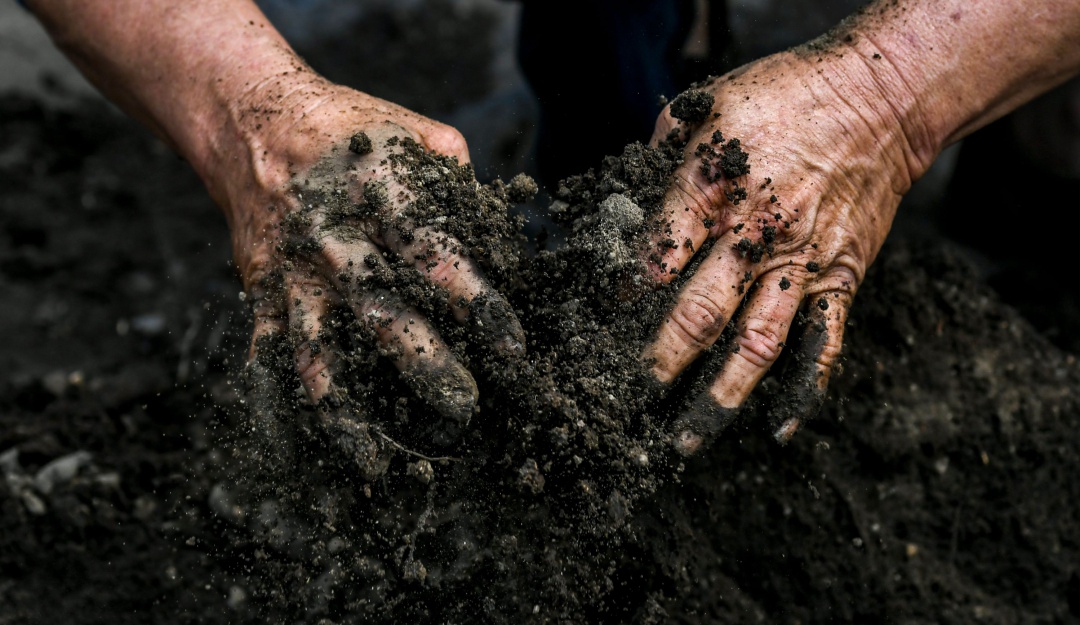 Siembra de árboles en Colombia: Colombia sigue con la meta de sembrar 180 millones de árboles para 2022