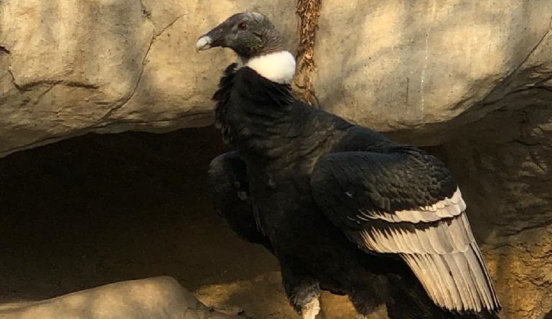 Aviario Nacional de Colombia Barú: Incubación de huevo de la pareja de Cóndor de los Andes completa 40 días