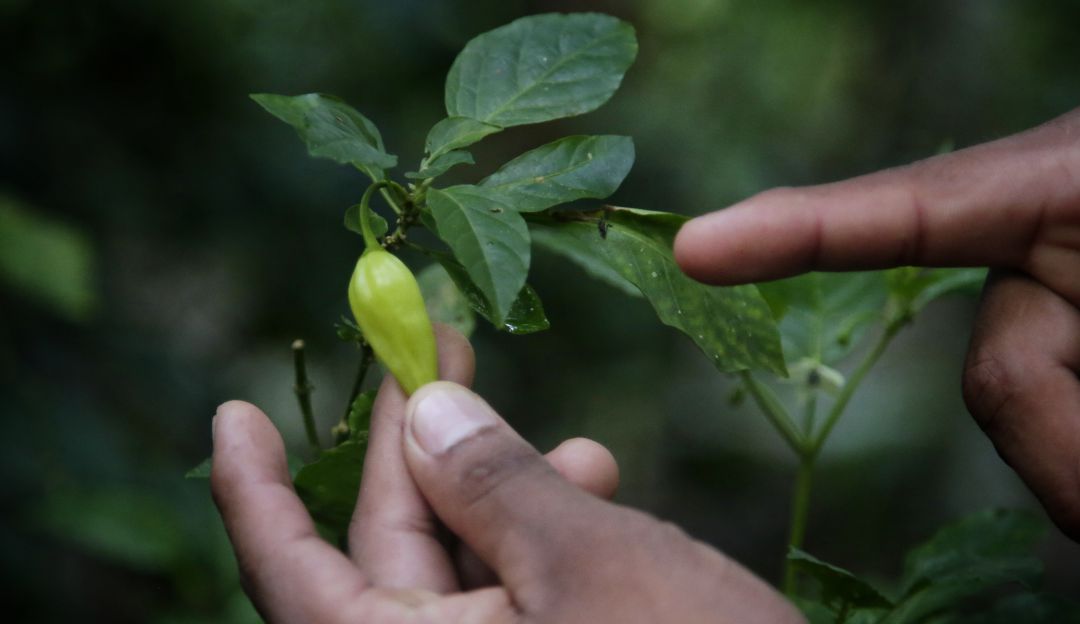 Deforestación Amazonía: Se reduce la deforestación en la Amazonía en comparación con datos del 2018