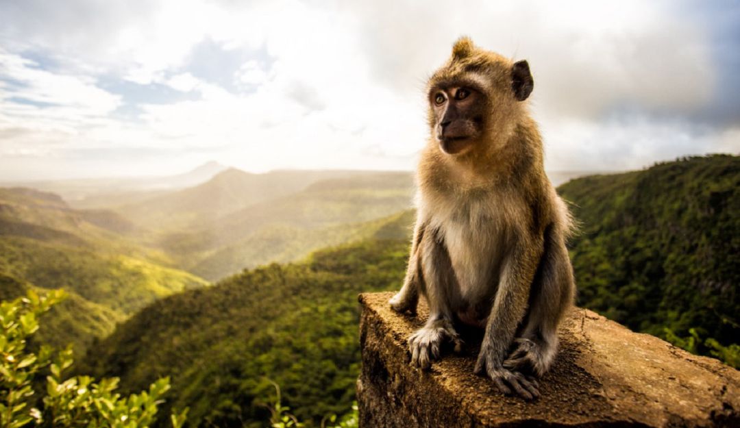 Aislamiento social por coronavirus: Monos dan ejemplo, al cumplir con un perfecto distanciamiento social
