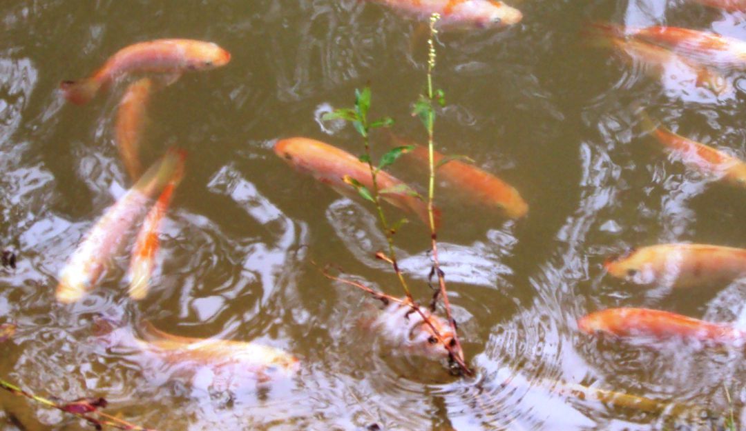 Tilapia Roja: 100 familias bolivarenses beneficiadas para producción de Tilapia Roja