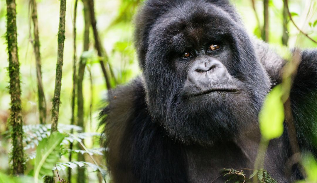 Animales en peligro de extinción: Con cámara escondida graban a gorilas “cantando” mientras comen