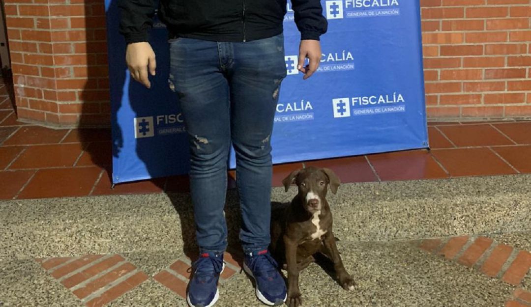 Bucaramanga robo perro pitbull extorsión Barrancabermeja: Robó un perro y cobraba recompensa por devolverlo