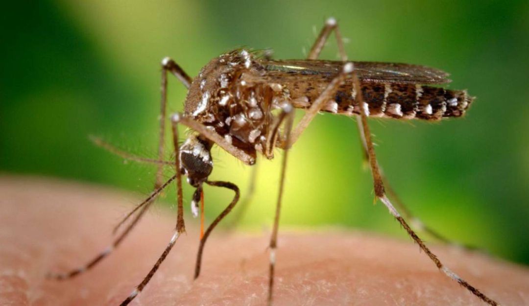 Casos de dengue y malaria en Risaralda: Alerta en Risaralda por aumento de casos de dengue y malaria