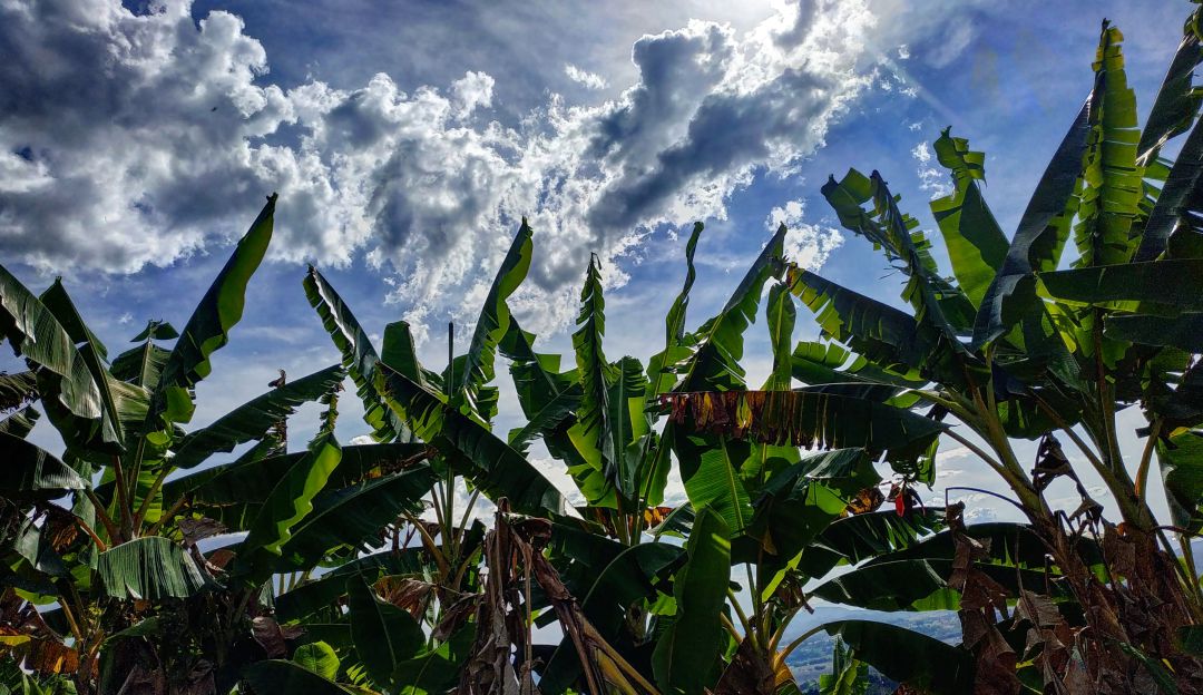 Hermosa foto suministrada por una oyente de Caracol Radio el cultivo de plátano en el Quindío y el cielo azul