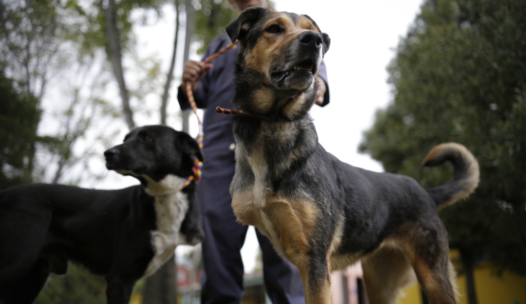 Instituto de protección y bienes animal presupuesto: Instituto de Protección y Bienestar Animal incrementó presupuesto en un 18%