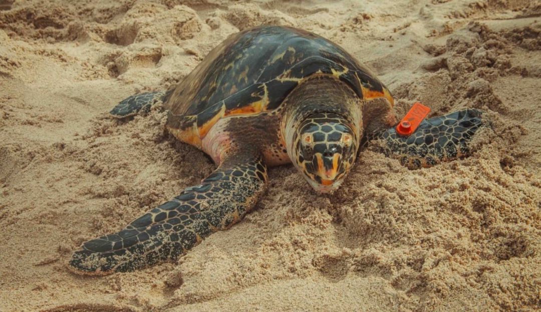 Temporada anidamiento tortugas: Minambiente lidera plan para recibir tortugas en temporada de anidamiento