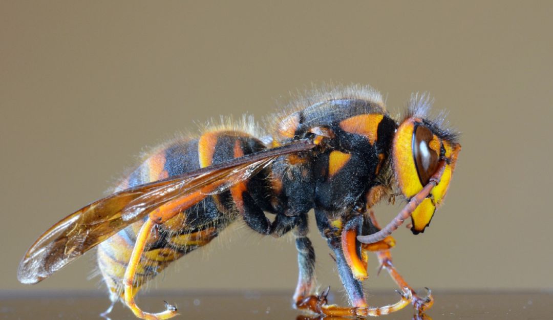 Animales mortales: Gigantes ‘avispones asiáticos’ invaden Estados Unidos