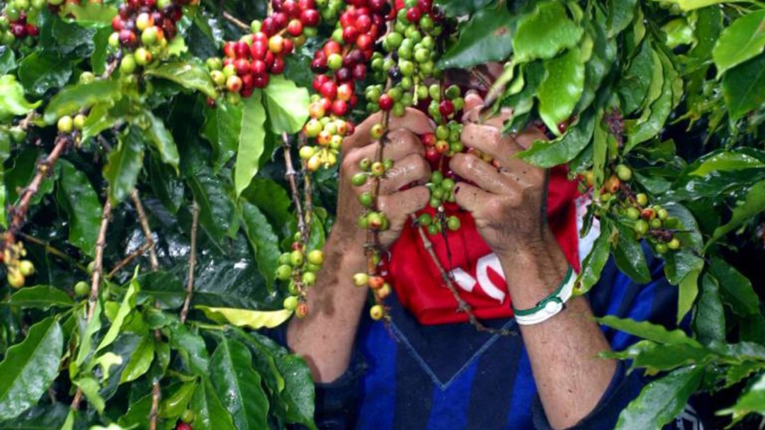 A días de comenzar cosecha cafetera, preocupa movilidad de los recolectores