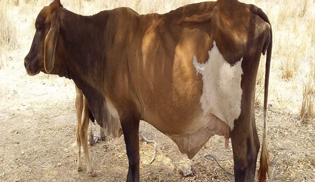 SEQUIA: Más de 15 reses han muerto por la sequía en Piojó