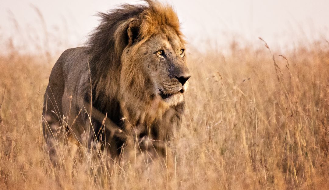 Evolución de los felinos: Biólogos reconstruyen la historia evolutiva de los leones