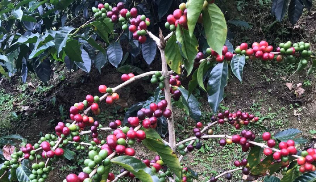 Cosecha de Café Colombia: Cosecha de café en la segunda mitad del año sería de 7.5 millones de sacos