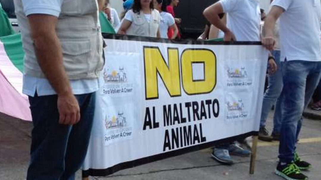 Denuncian que están envenenando gatos en un barrio al sur de Armenia