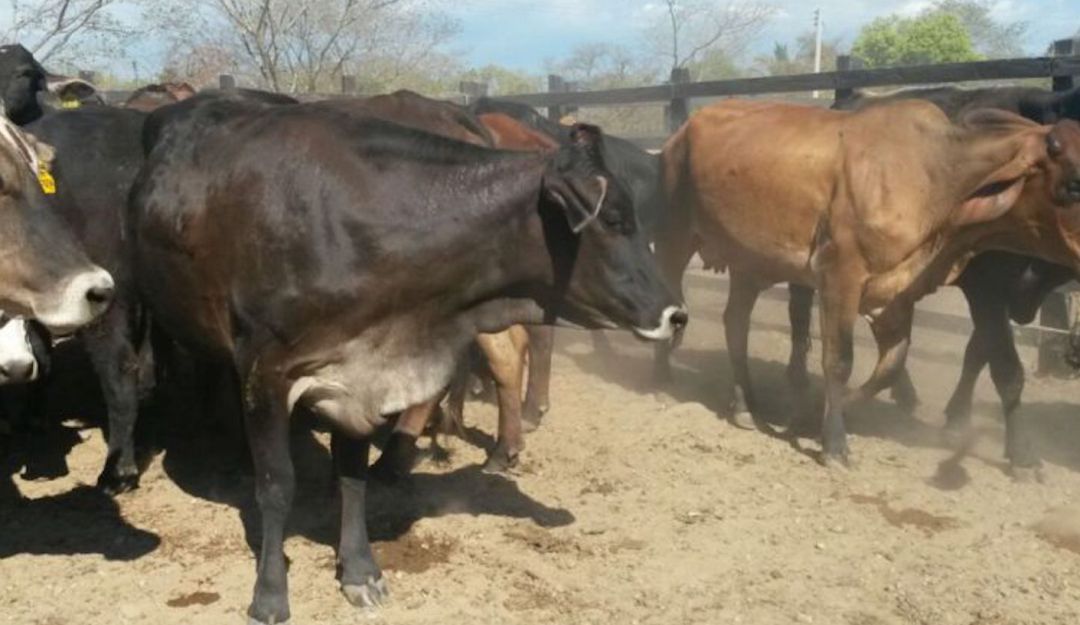 Crisis por coronavirus: Ganaderos del Tolima afectados por crisis del COVID-19