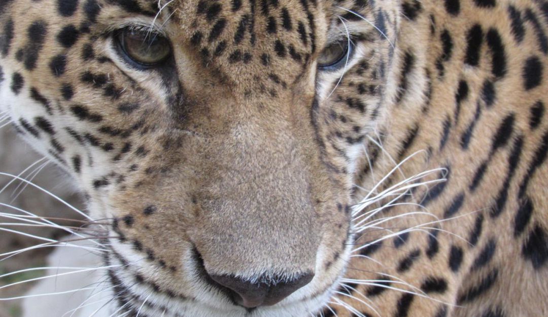 Jaguar en Santa Marta: Un jaguar sorprende a los samarios en cuarentena