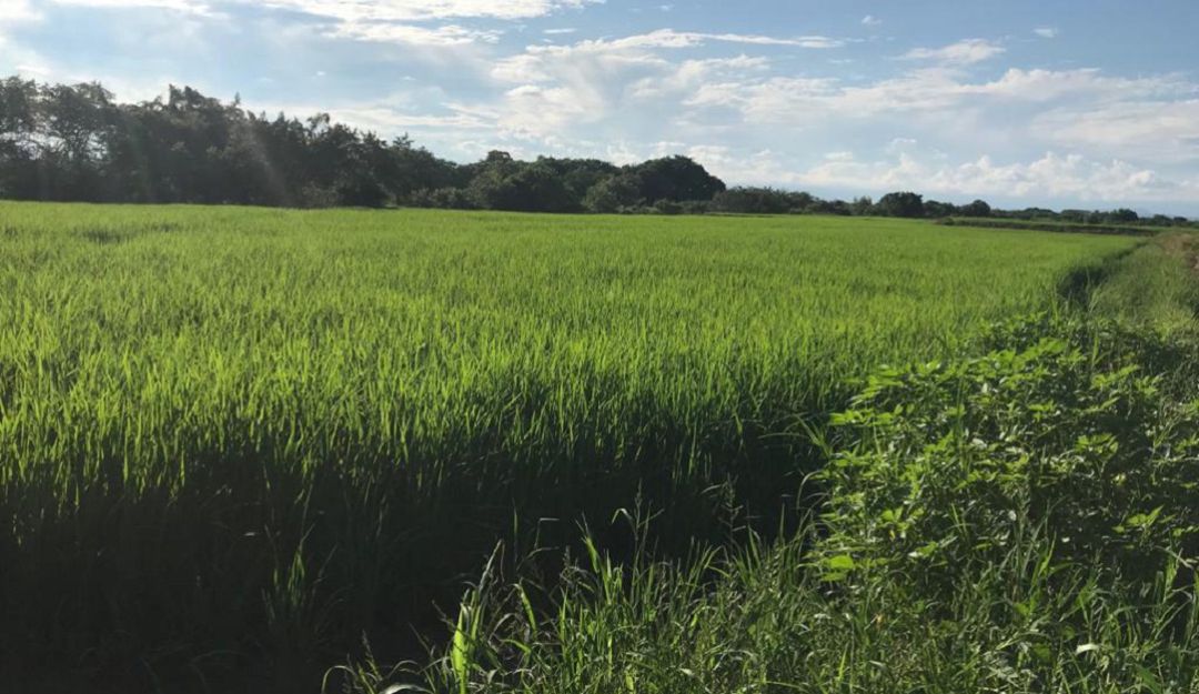 Lote de arroz en el municipio de Saldaña, Tolima