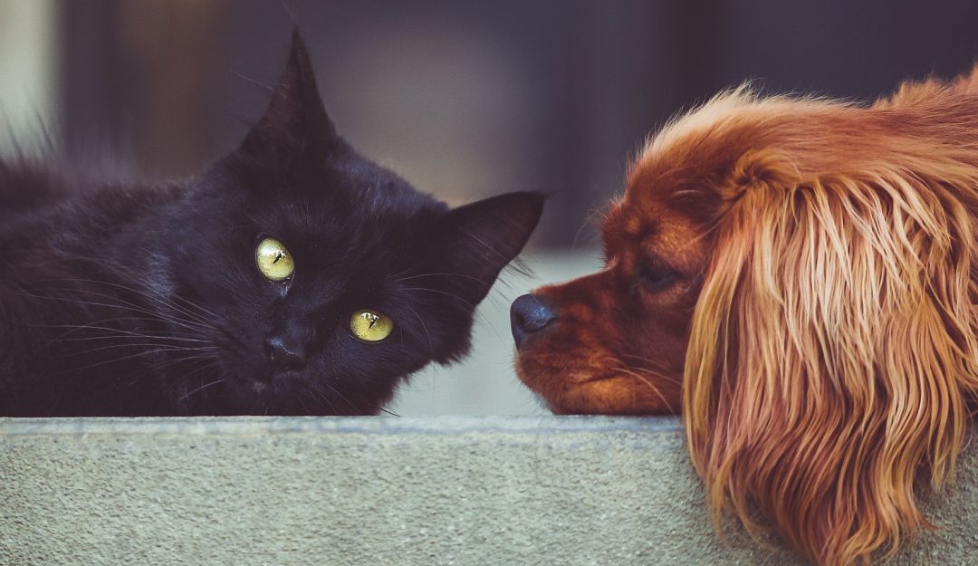 Mascotas en confinamiento: Mascotas ayudaron a mantener la salud mental y reducir estrés según estudio