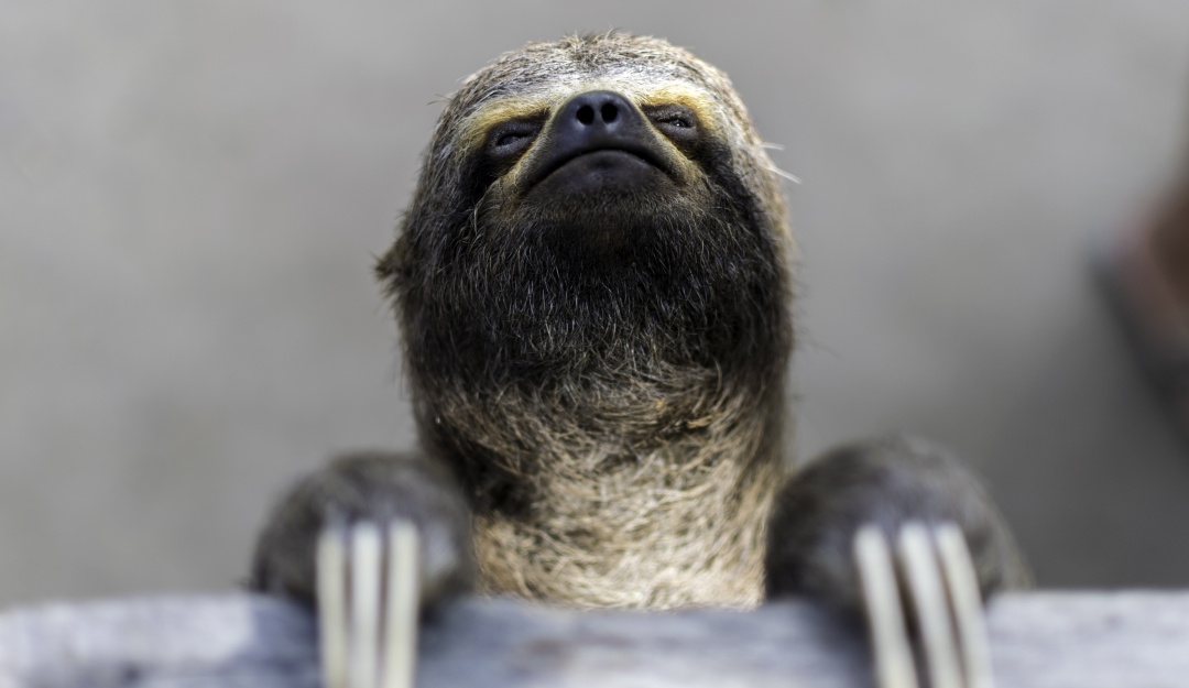 Animales silvestres: Críticas a MinAmbiente por pocas acciones en defensa de animales silvestres