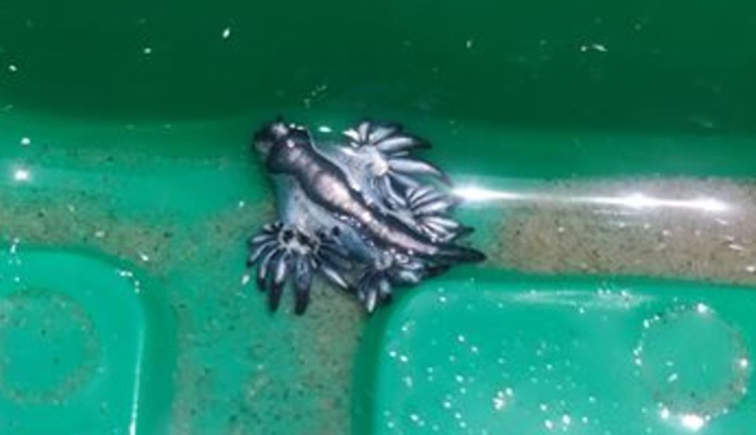 Animales familiares de los dragones: Encuentran “dragones azules” en playa de Estados Unidos