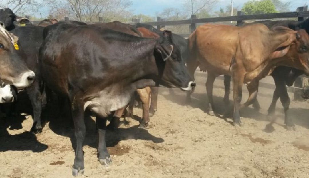 Cuidados veterinarios ganado: Comenzarán ciclos de vacunación de ganado en Tolima