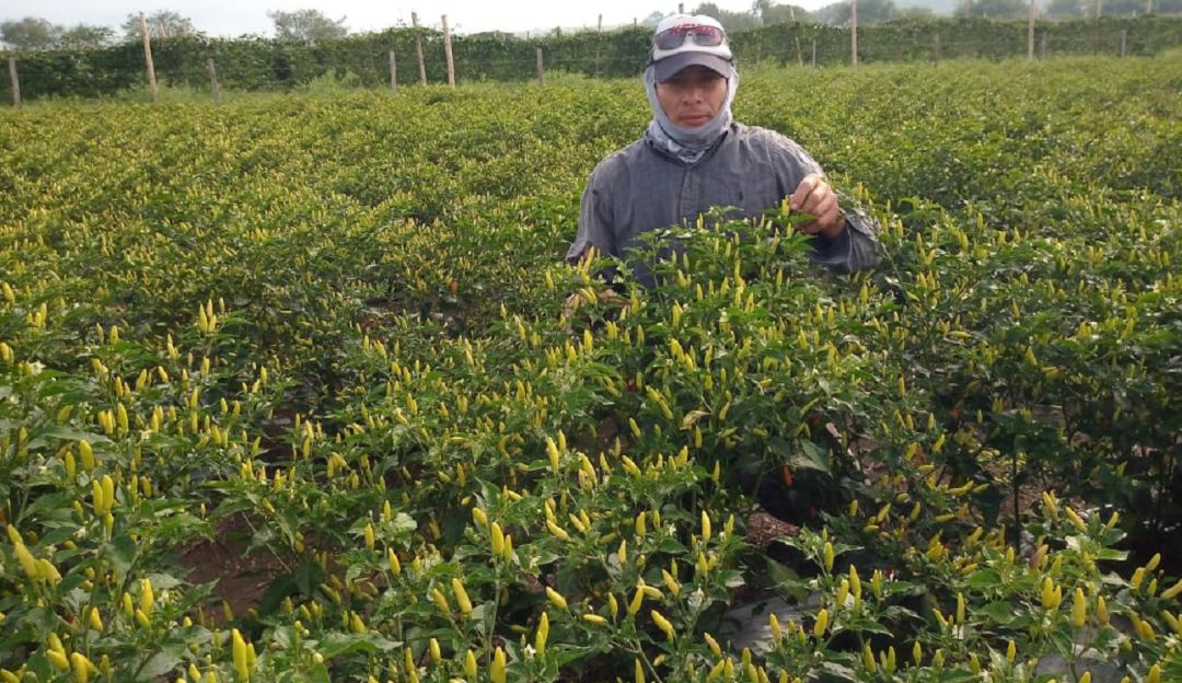 Ají cultivado en el Valle del Cauca, llega a tres continentes: Ají cultivado en el Valle del Cauca, llega a tres continentes