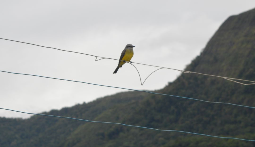 Biodiversidad colombiana: Colombia gana competencia mundial de avistamiento de aves