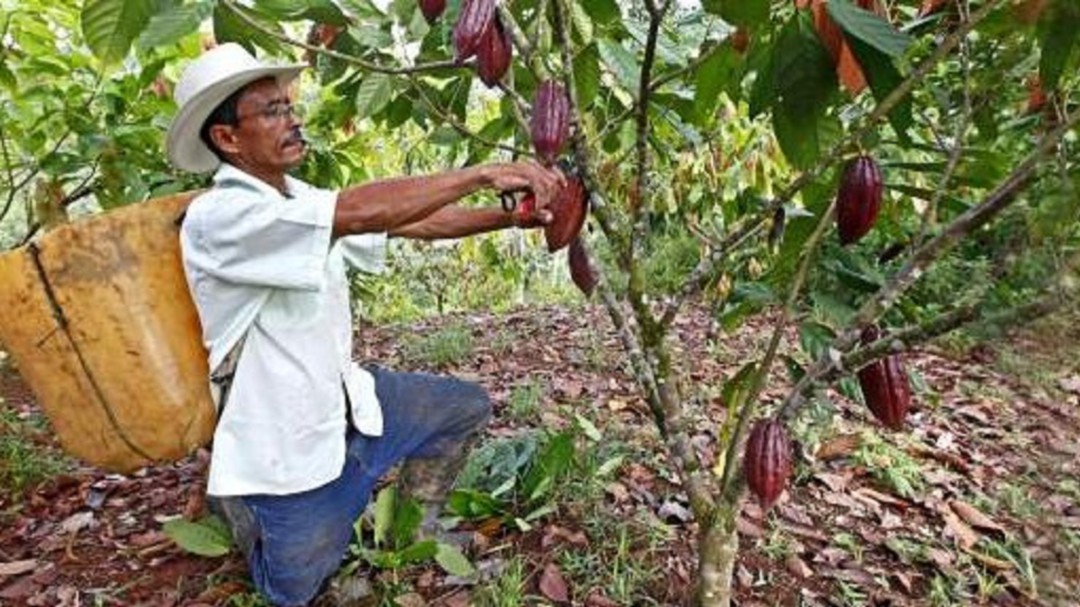 En cuarentena se exportaron 200 toneladas de cacao