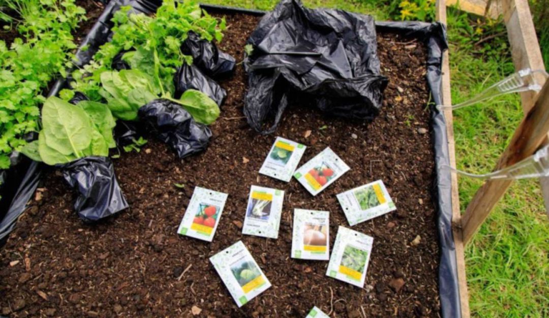 Agricultura cultive en casa: Manizales se suma a la estrategia global de las huertas urbanas