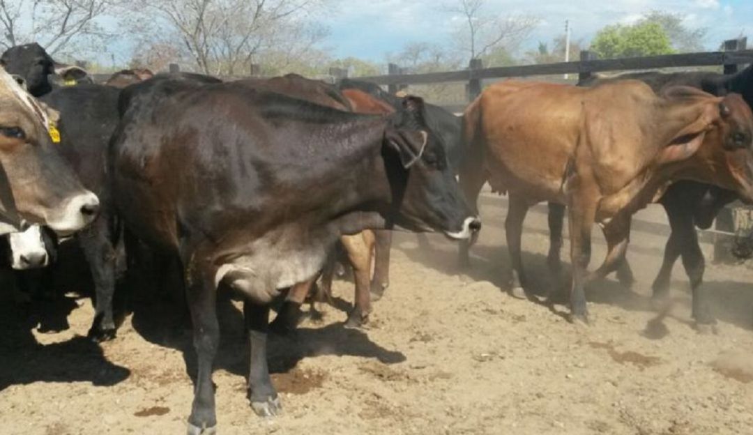 leche en Colombia: $70 millones diarios pierden los ganaderos en el Atlántico por sequía