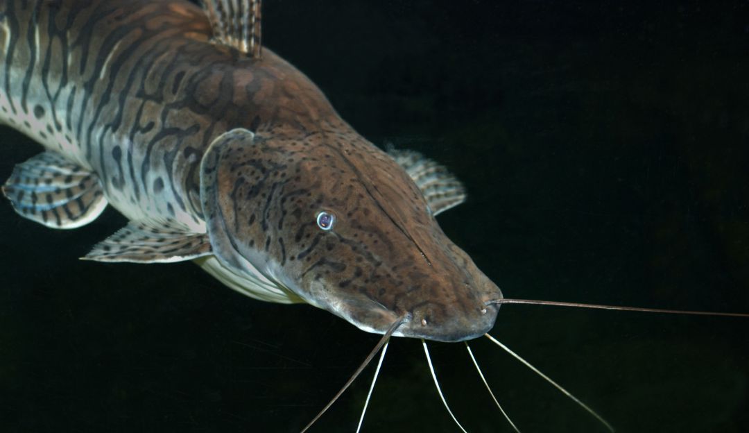 Pesca ilegal: Anuncian fuertes multas a quienes pesquen bagre rayado