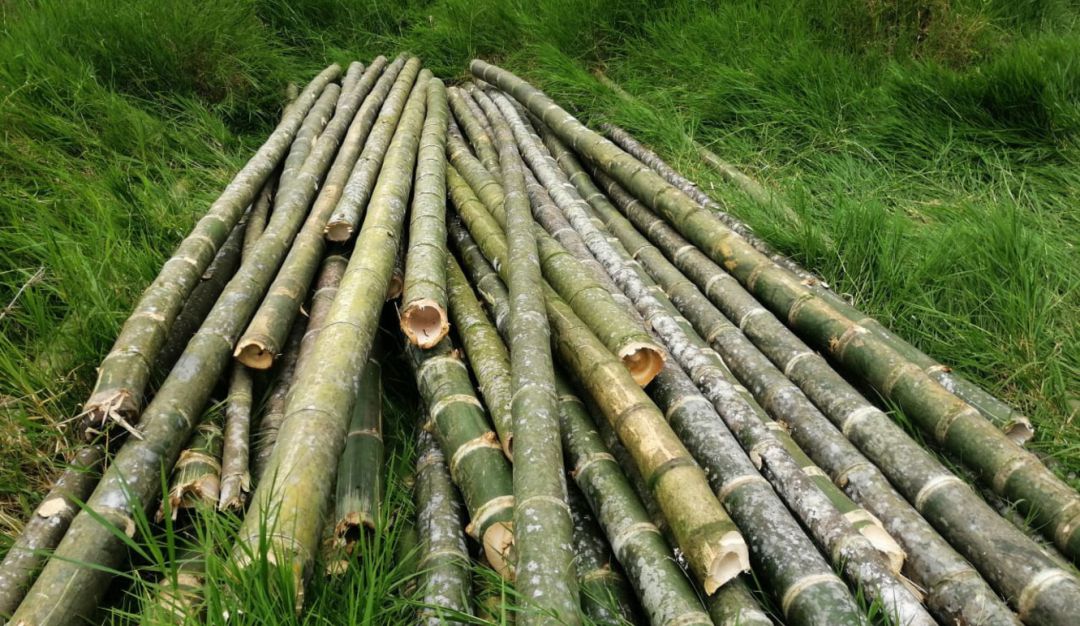 Incautación de guadua en Risaralda: Incautaron cargamento de guadua ilegal en Risaralda