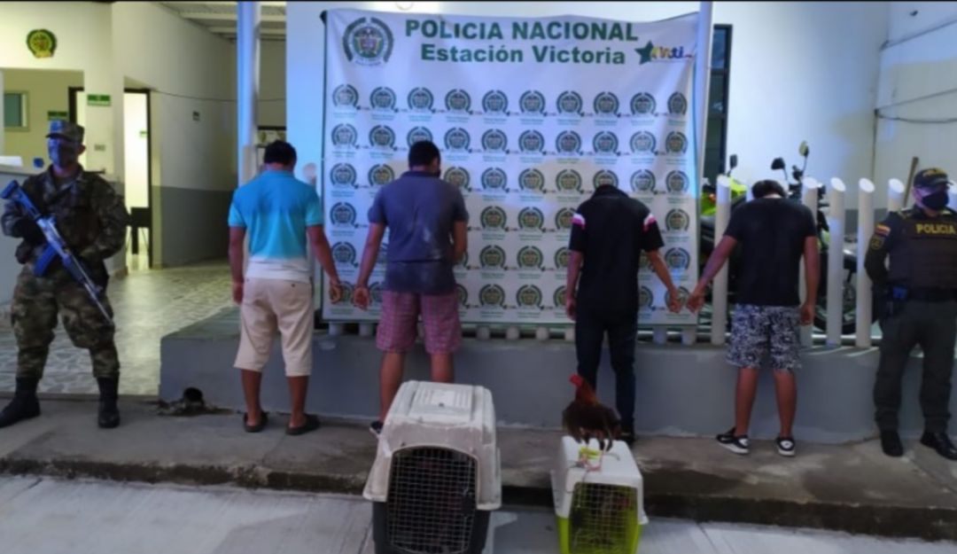 captura; pelea de gallos; caldas; policia; cuarentena;: Capturados por realizar una pelea de gallos en plena cuarentena