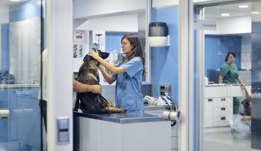 Las peluquerías caninas todavía no pueden abrir sus puertas