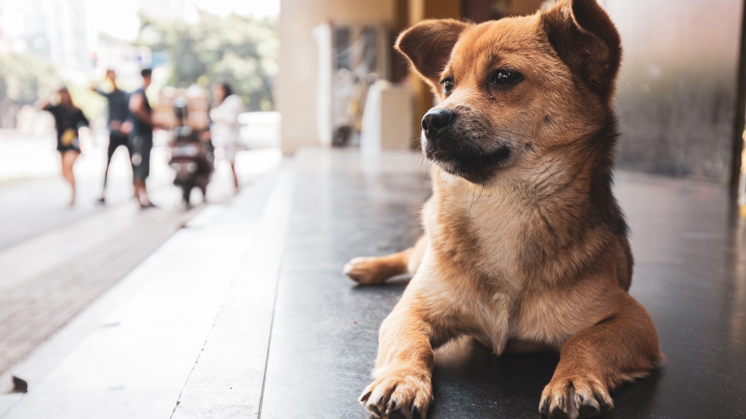 Un protector para los peludos
