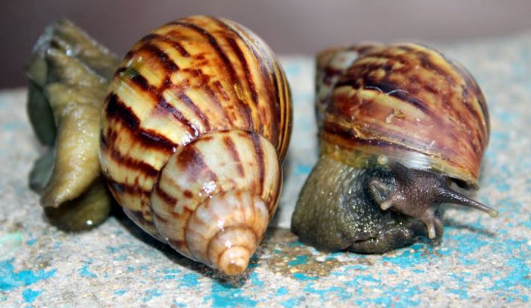 Caracol gigante africano en Cartagena: Alerta en Cartagena por presencia de caracol gigante africano