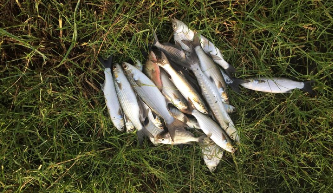 Mortandad de peces El Laguito Cartagena: Nueva mortandad de peces en El Laguito de Cartagena