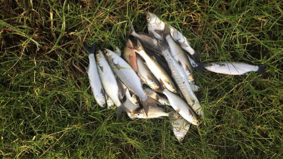 Nueva mortandad de peces en El Laguito de Cartagena