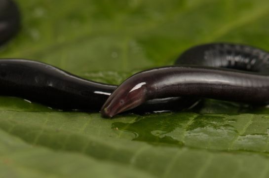 Países con mayor biodiversidad en el mundo: Colombia celebra el día de la biodiversidad descubriendo nuevas especies Países con mayor biodiversidad en el mundo: Colombia celebra el día de la biodiversidad descubriendo nuevas especies