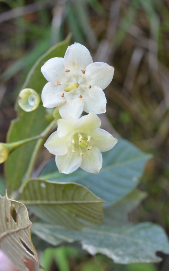 Países con mayor biodiversidad en el mundo: Colombia celebra el día de la biodiversidad descubriendo nuevas especies Países con mayor biodiversidad en el mundo: Colombia celebra el día de la biodiversidad descubriendo nuevas especies
