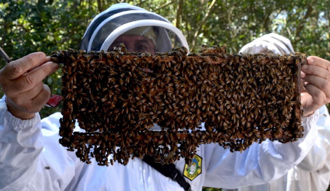 Apicultura