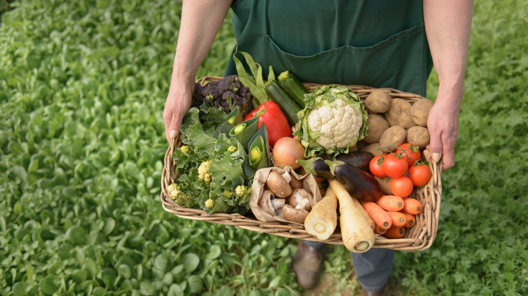 En Europa proponen menos uso de pesticidas y más agricultura ecológica