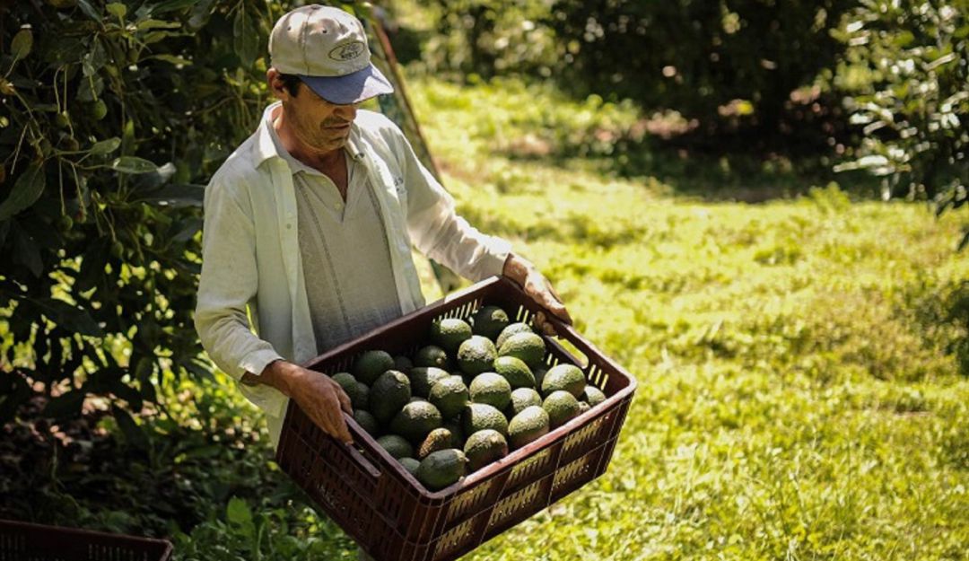 Ayudas para agricultores: Minagricultura adopta plan de choque para ayudar a pequeños productores