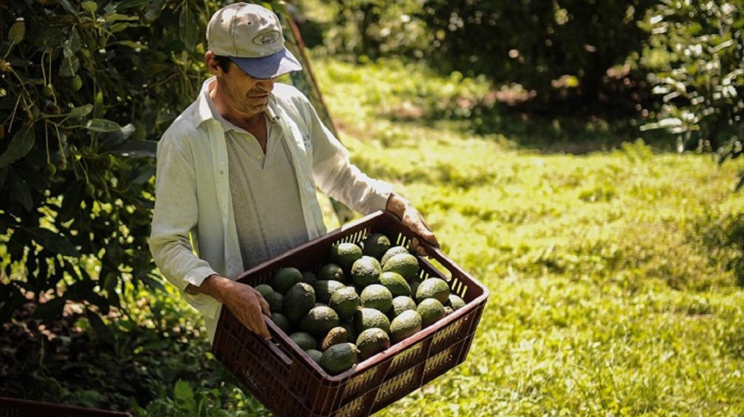 Más de 20 toneladas de aguacate hass de Buenaventura a Shanghái