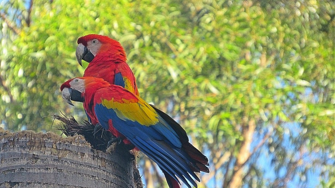 Jardín Botánico Joaquín Antonio Uribe de Medellín, la naturaleza en pleno