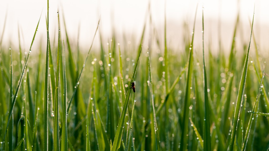 Abejas y cultivos de arroz en Córdoba, ejemplo de protección ambiental