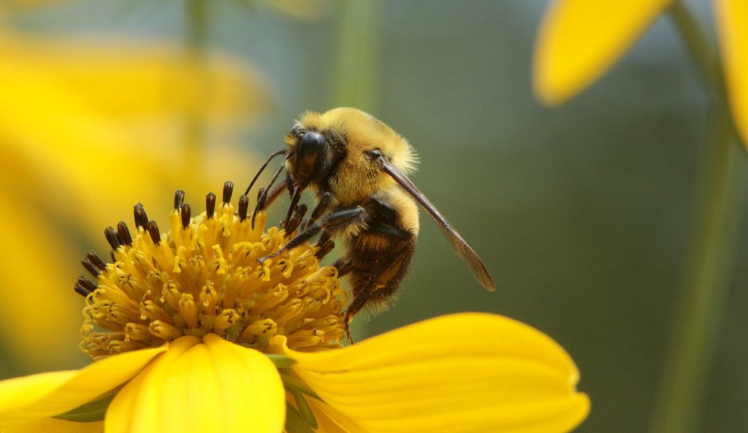 Abejas