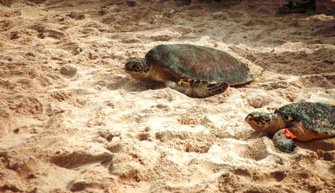 tortuga: Día mundial de la tortuga, una especie para conocer y proteger