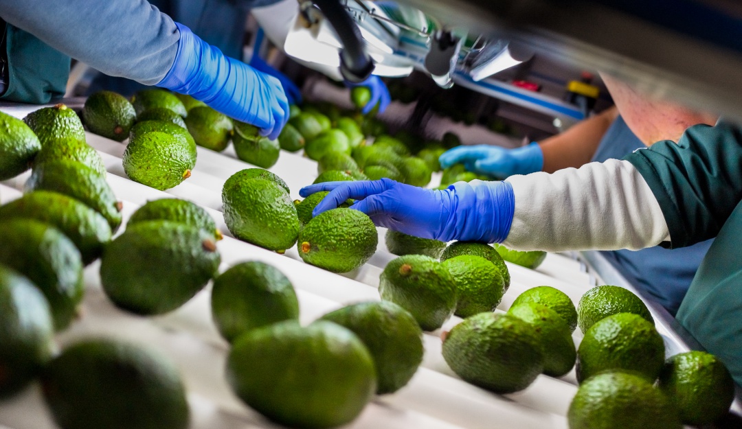 Cargamento aguacate Hass: Sale el primer cargamento de aguacate Hass para la China